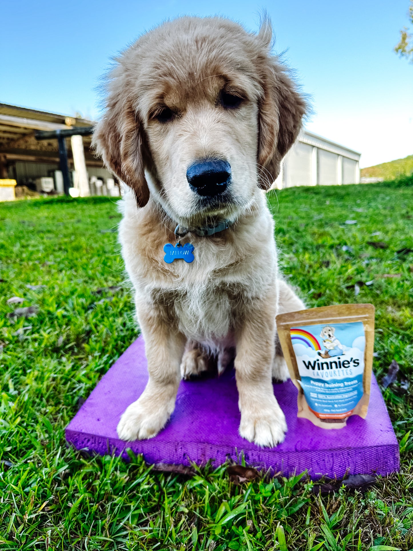 Puppy Training Treats